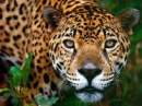 Avatar de jaguarmexicano