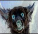 Avatar de Salom