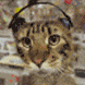 Avatar de Flip