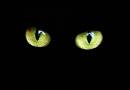 Avatar de gato,s