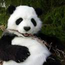Avatar de Coste