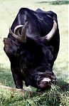 Avatar de torero