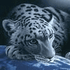 Avatar de gato_fer