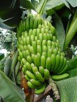 Avatar de platano