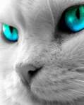 Avatar de rac_zo87