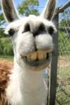 Avatar de louzoo9