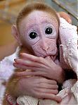 Avatar de macaco