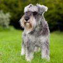 Avatar de -Schnauzer-