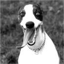 Avatar de mad dog