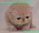 Avatar de Adrionis