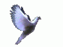 indiosuny
