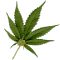Avatar de tupapi_pitoloko