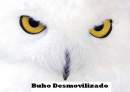 Avatar de Notty