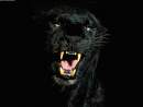 Avatar de gerech