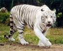 Avatar de el tigre novato