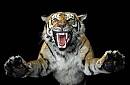 Avatar de EL TIGRE