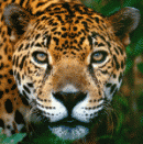 Avatar de leo_pard33