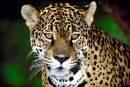 Avatar de yaguarete