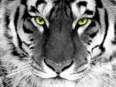 Avatar de TIGER STYLE