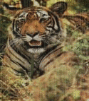 Avatar de edsonjoel10