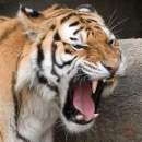 Avatar de Tigre Salvaje