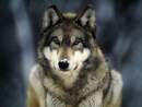 Avatar de silverhunterxxx