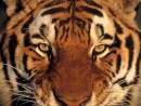 Avatar de Tyger