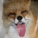 Avatar de Z0RRIT0
