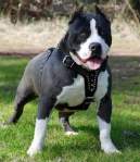 Avatar de el cachorro