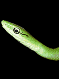 Avatar de la iguana de cq