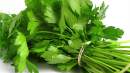 Avatar de 100 de Cilantro
