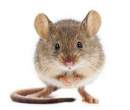 Avatar de ratoncitoo