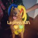 Avatar de dayancab11