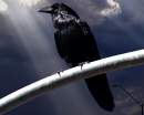 dark_Crow