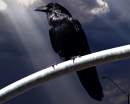 Avatar de dark_Crow