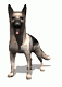 TRAINER OF DOGS