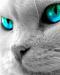 Avatar de rac_zo87