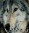 Avatar de PiPe_G
