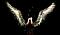Avatar de eaglehawk