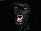 Avatar de gerech