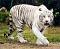 Avatar de el tigre novato