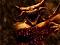 Avatar de DARKEST
