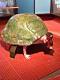 Avatar de turtle boy