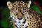 yaguarete