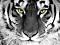 TIGER STYLE