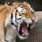 Avatar de Tigre Salvaje