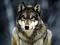 Avatar de silverhunterxxx