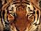 Avatar de Tyger
