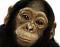 MONKEYSHY