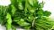 Avatar de 100 de Cilantro